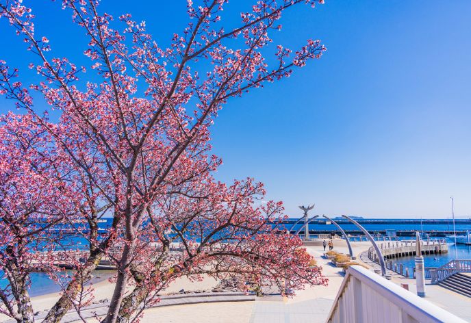 あたみ桜