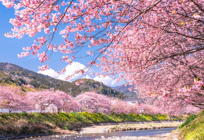 河津桜
