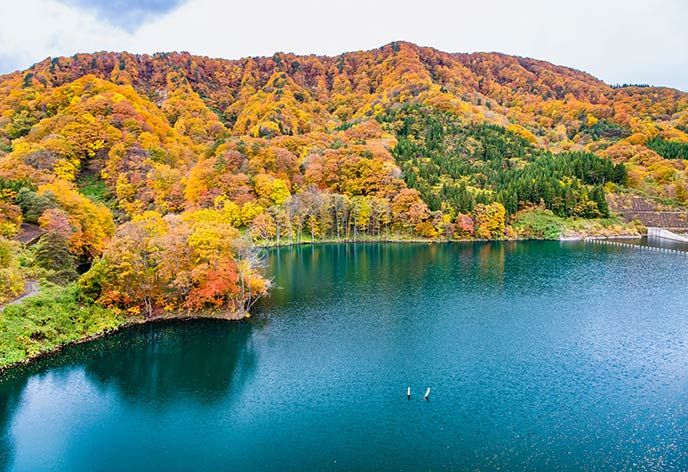 紅葉イメージ　白神山地