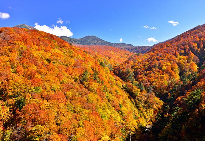 紅葉イメージ　八甲田山