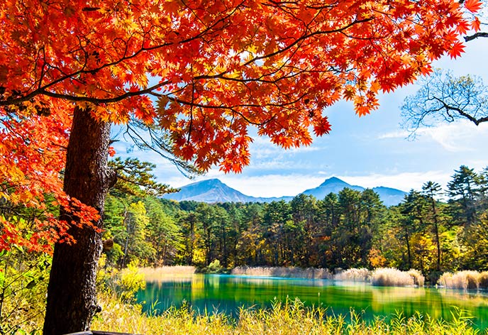 紅葉イメージ　五色沼