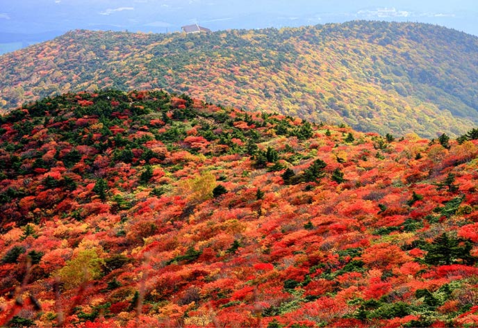 紅葉イメージ　安達太良山