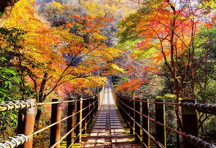 紅葉イメージ　花貫渓谷