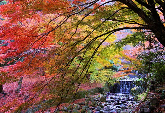 紅葉イメージ　養老公園