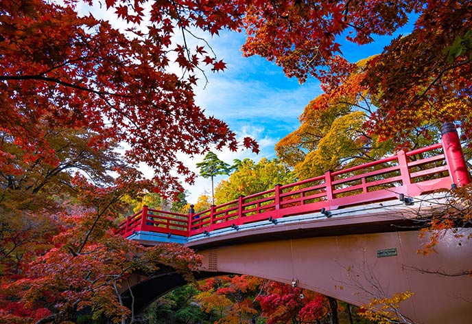 紅葉イメージ　弥彦