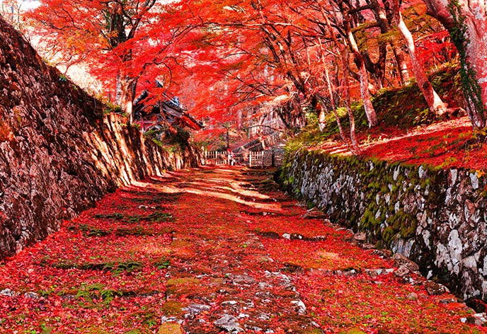 紅葉イメージ　湖東三山