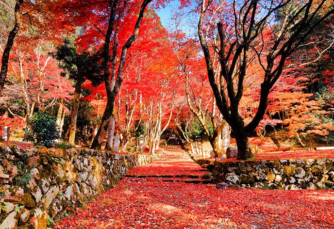 紅葉イメージ　鶏足寺