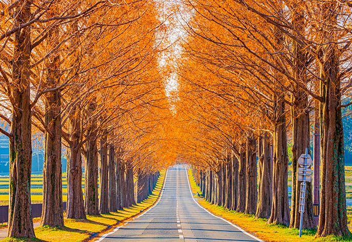 紅葉イメージ　メタセコイア並木