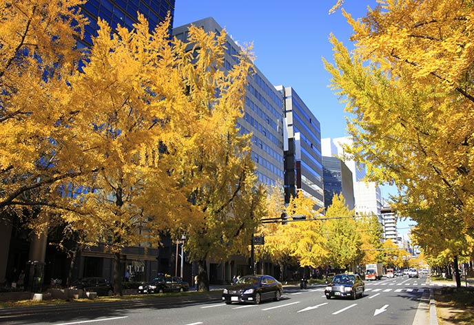 紅葉イメージ　御堂筋
