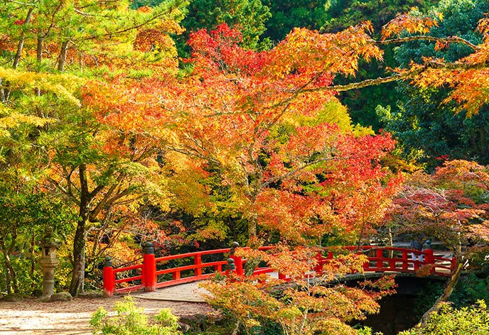 紅葉イメージ　宮島紅葉谷公園
