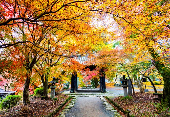 紅葉イメージ　秋月城跡