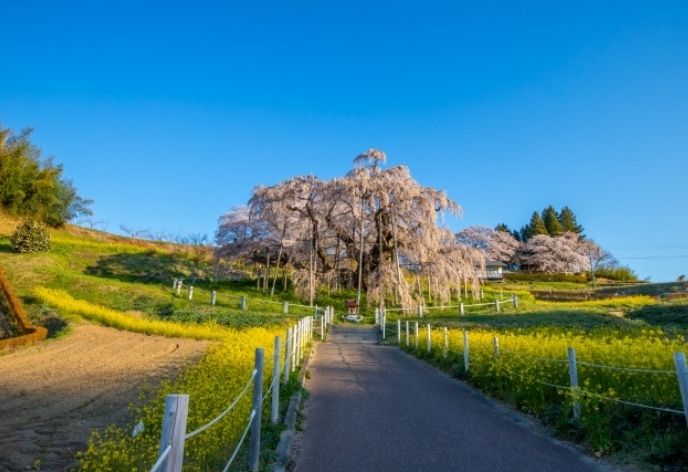 東北の春