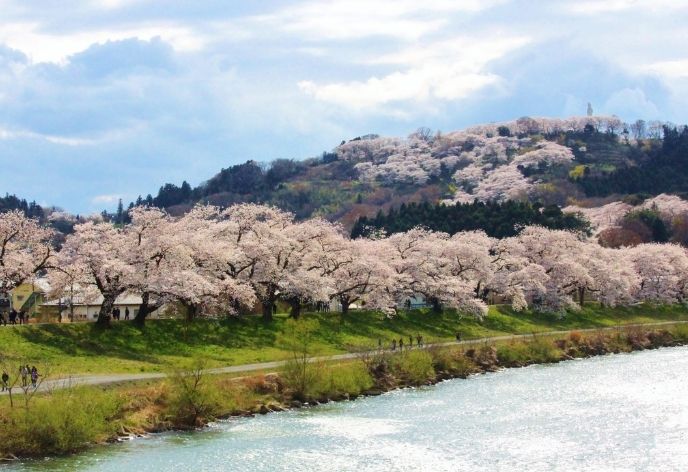 白石川堤一目千本桜