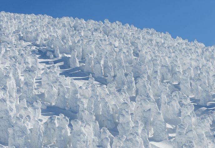 蔵王の樹氷