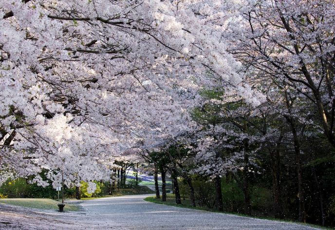 とっとり花回廊