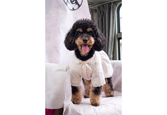 Doggy Doggy Bus ツアーのポイント1-2