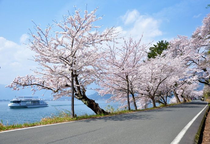 海津大崎の桜