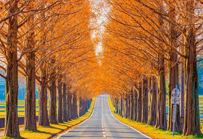 紅葉のメタセコイア並木