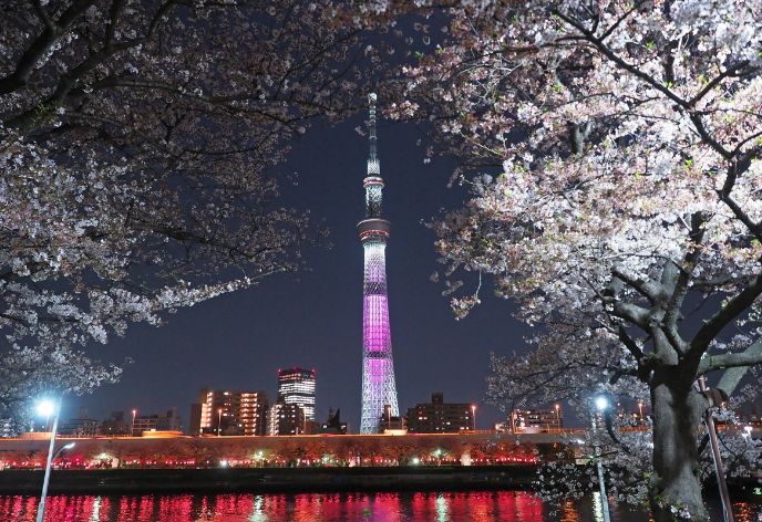 隅田公園の桜