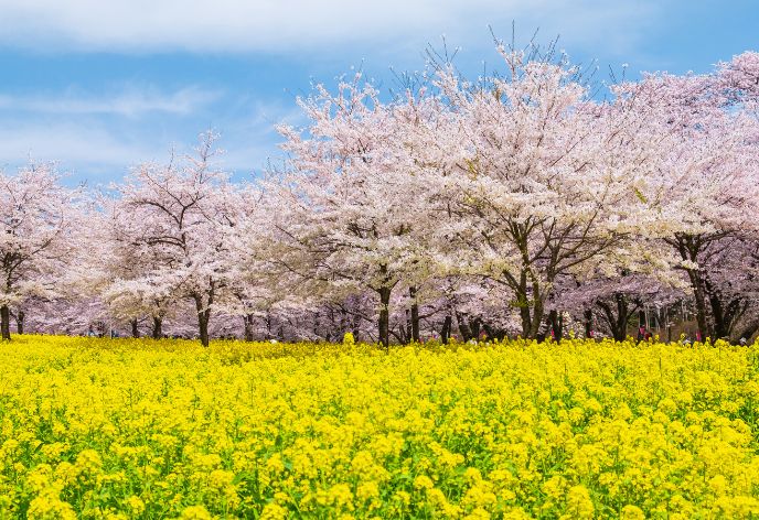 赤城南面千本桜