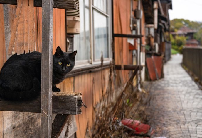猫の細道