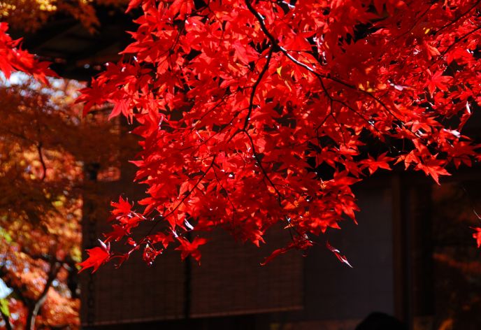 箱根美術館（紅葉）