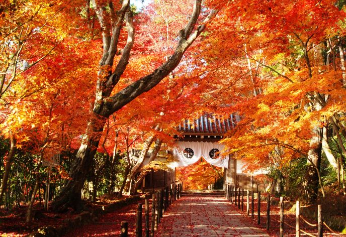 光明寺