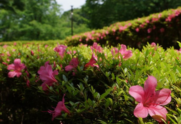 長岡公園