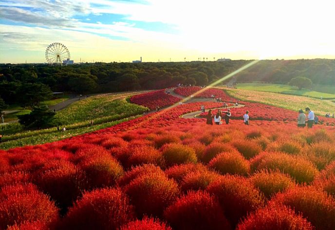 国営ひたち海浜公園