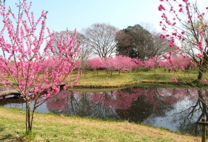 古河公方公園（古河総合公園）
