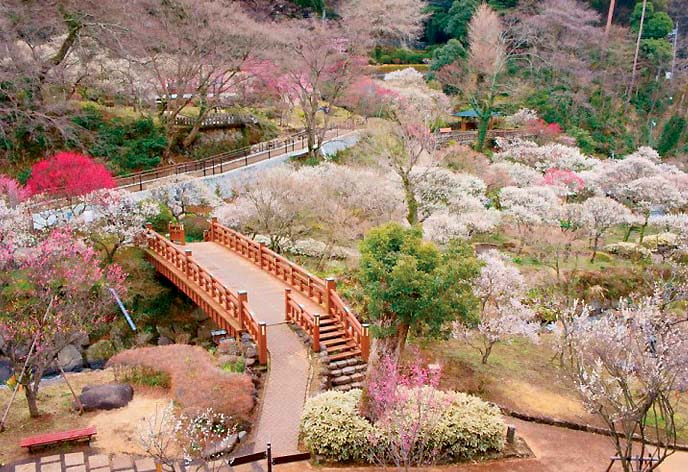 熱海梅園
