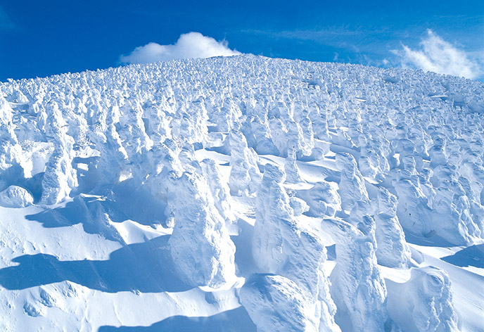蔵王の樹氷