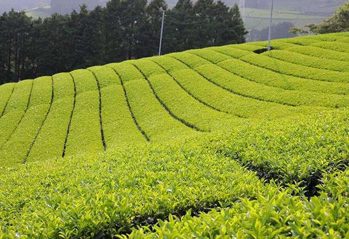 往復新幹線＋特典付！日帰り掛川