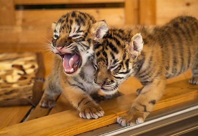 秋吉台自然動物公園 サファリランド