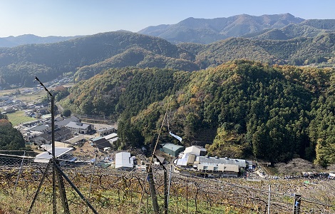 ぶどう畑の頂上から イメージ１