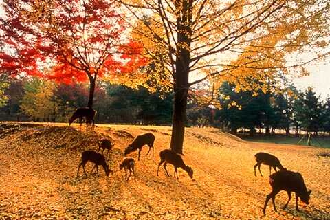 奈良公園