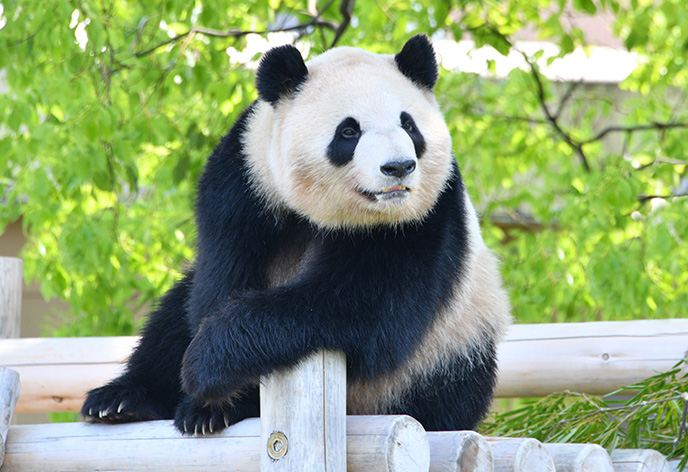 アドベンチャーワールド