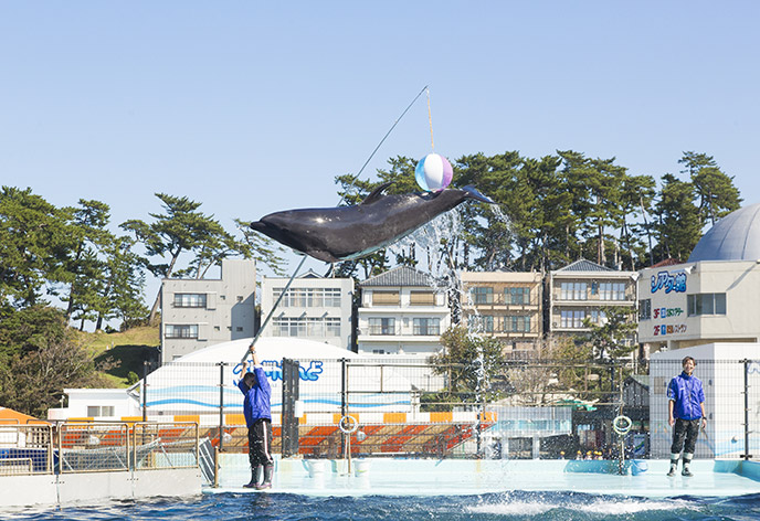 越前松島水族館