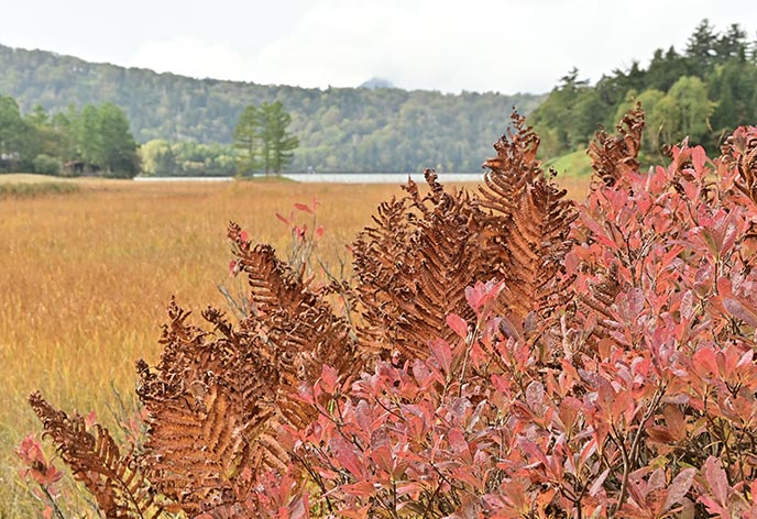 草紅葉