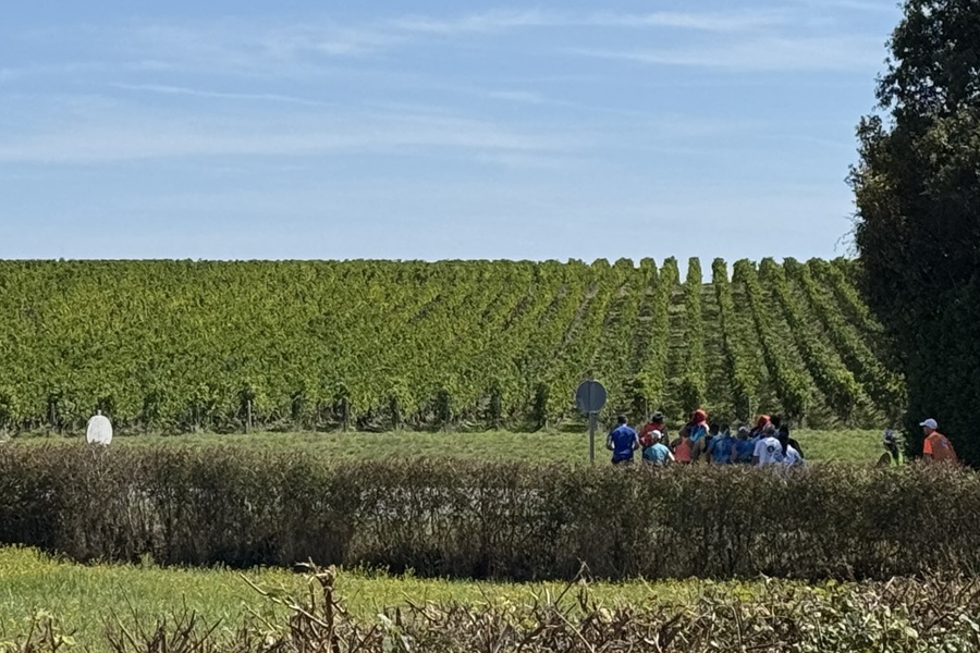 2023年メドックマラソンの様子