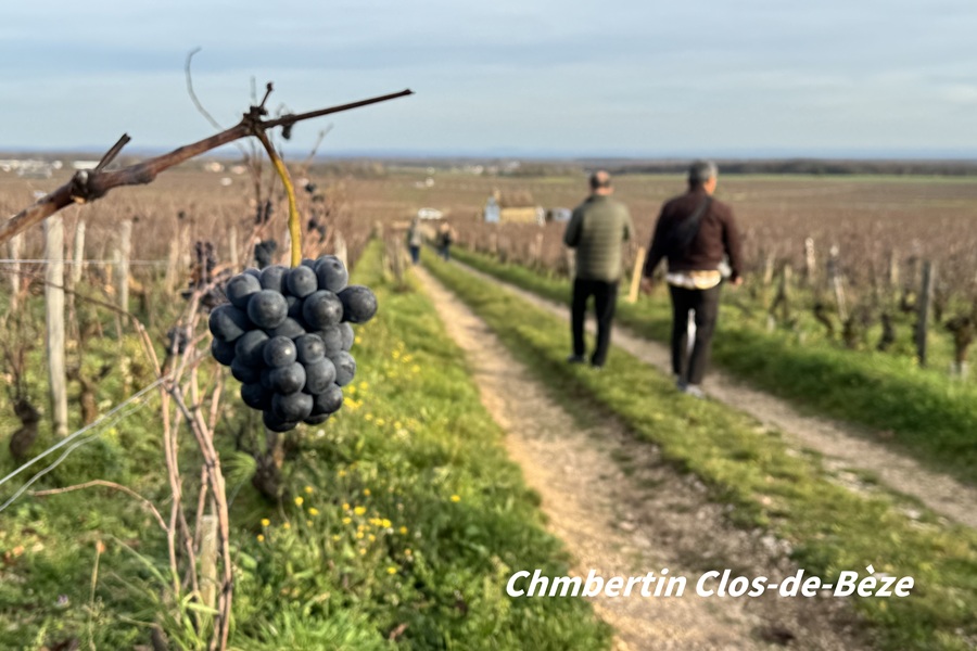Chambertin Clos-de-Bèze, Grand Cru